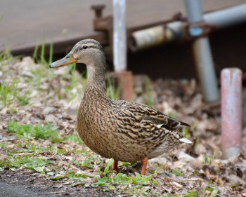 Mallard 芸術の森 Mon, 5/3/2021