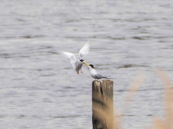 コアジサシ 千住桜木自然地 (東京都足立区) 2021年5月1日(土)