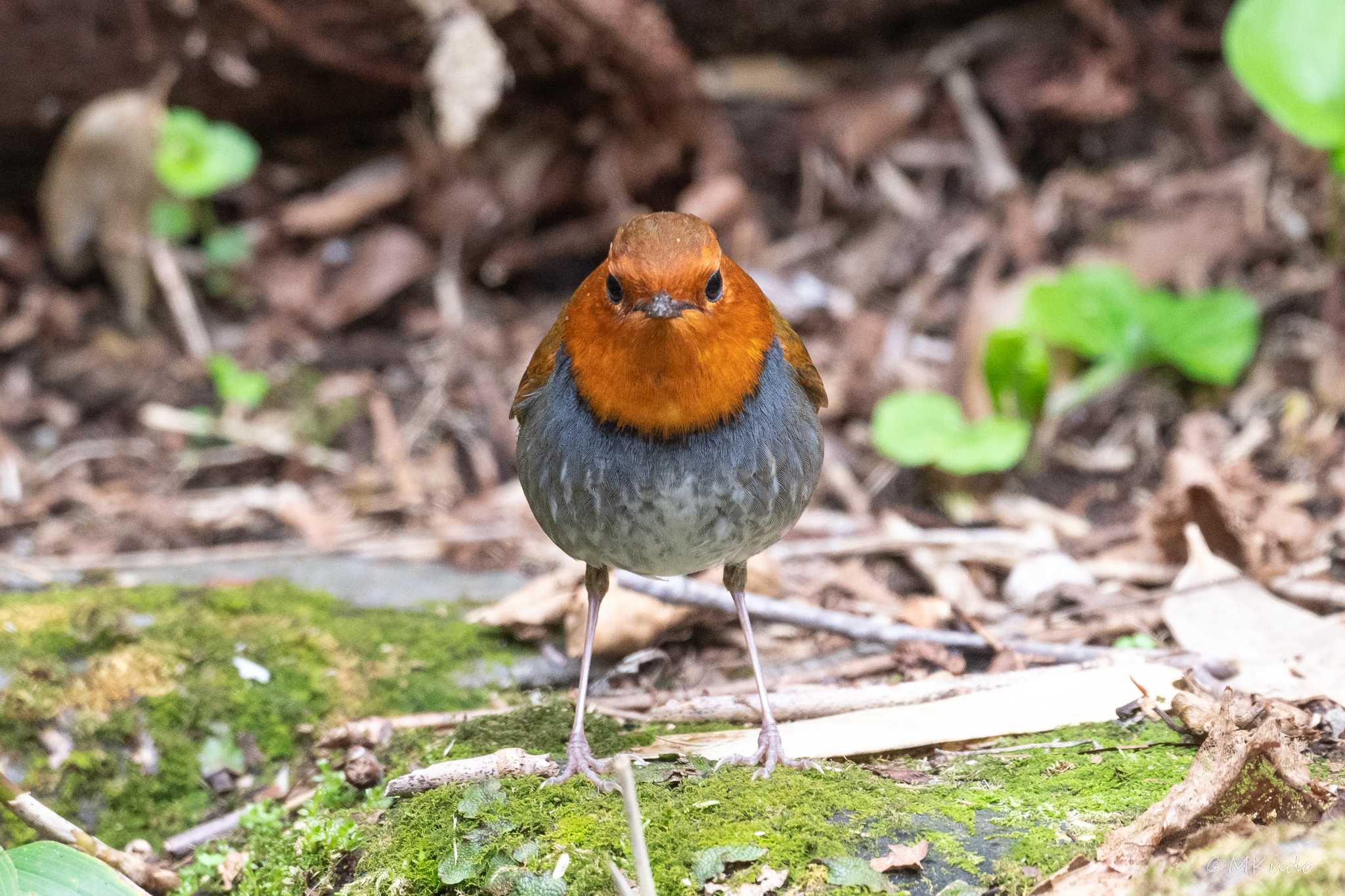 Photo of Japanese Robin at 北海道 by mike2475