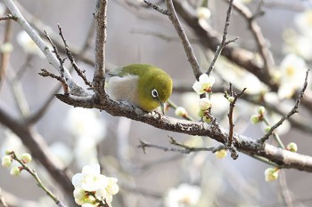 Warbling White-eye 須磨離宮公園 Sat, 2/20/2021