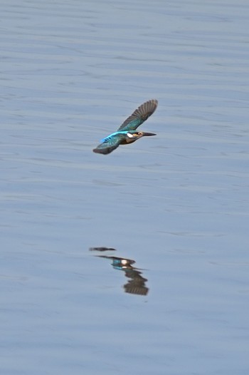 Common Kingfisher 守谷野鳥のみち　守谷沼 Sat, 2/6/2021