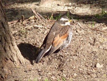 ツグミ 長居公園植物園 2017年3月3日(金)