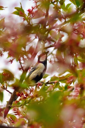 シジュウカラ 千葉県成田市 2021年4月3日(土)