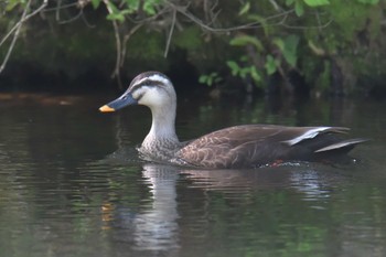 カルガモ 滋賀県 鎌掛谷ホンシャクナゲ群落 2021年5月3日(月)