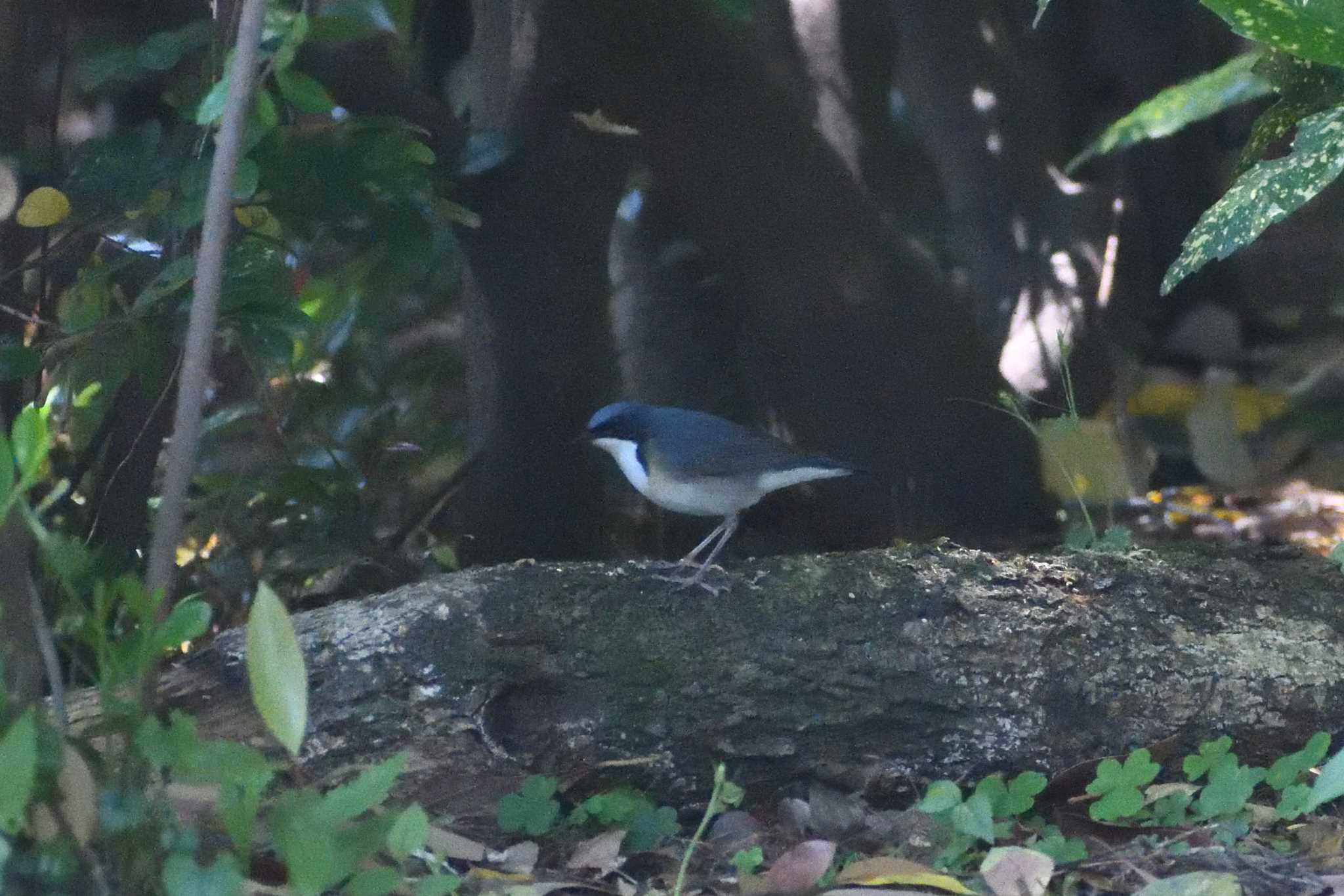 Siberian Blue Robin