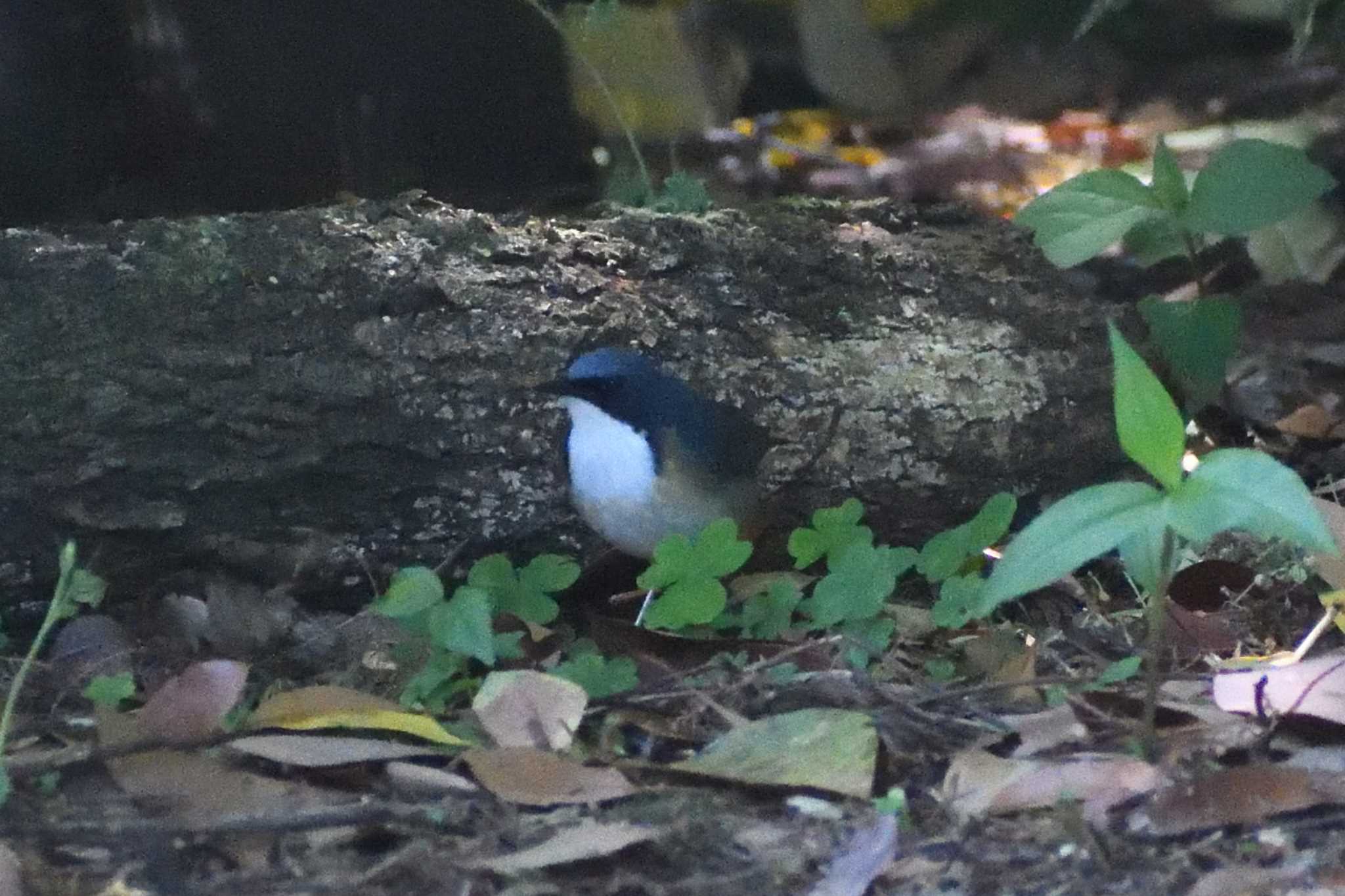 Siberian Blue Robin