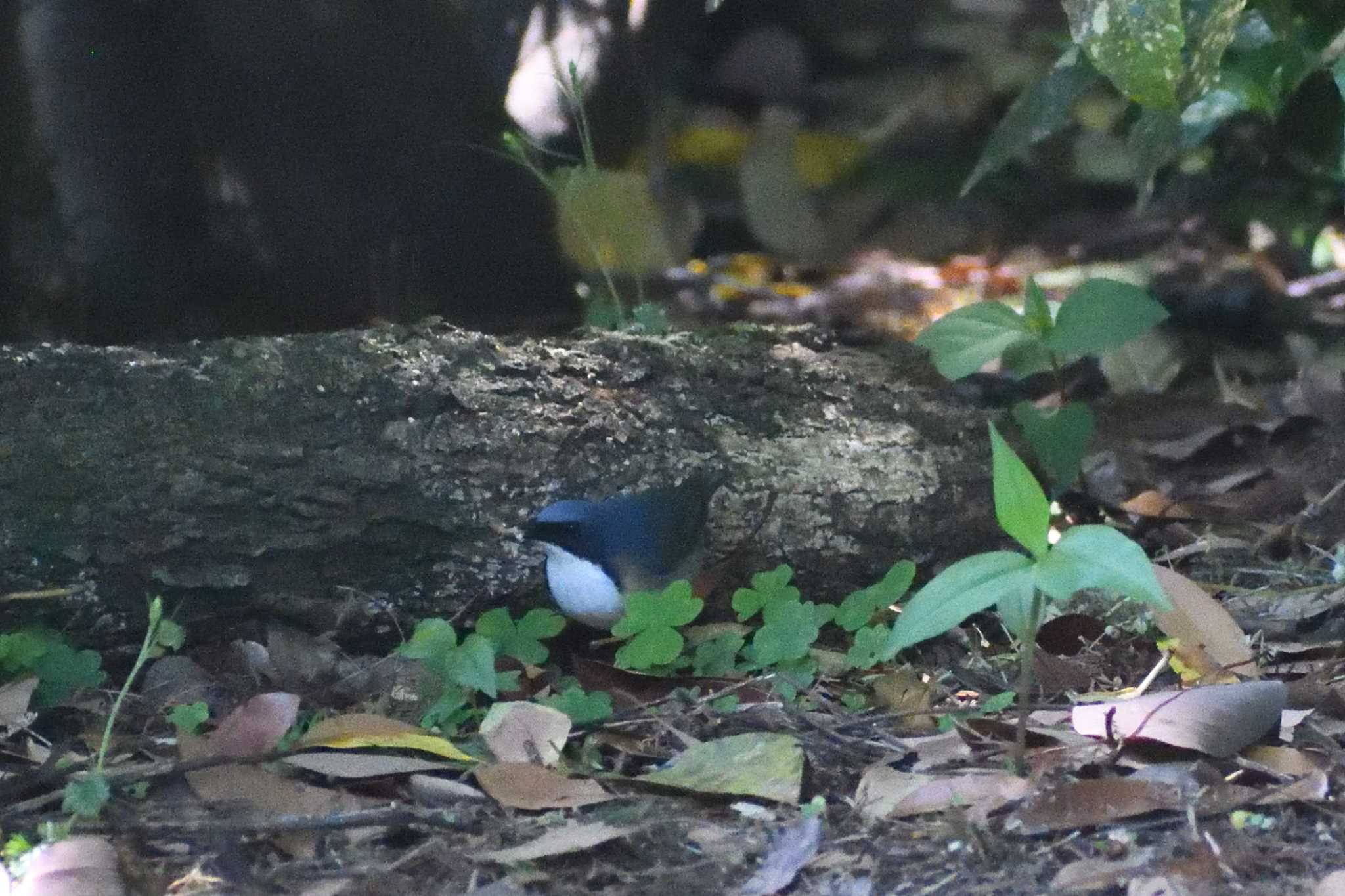 Siberian Blue Robin