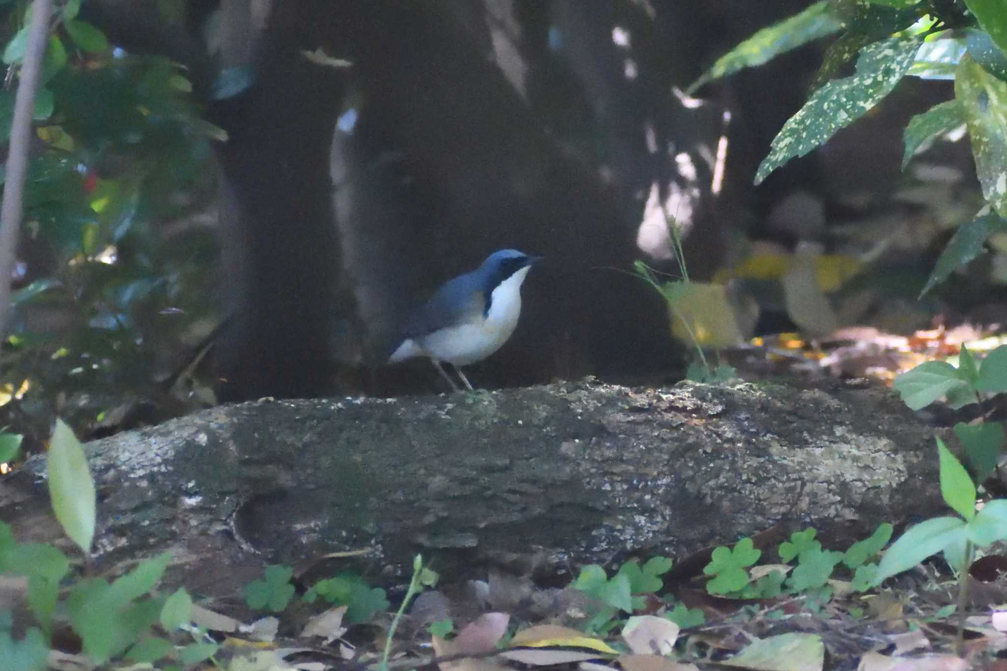 Siberian Blue Robin