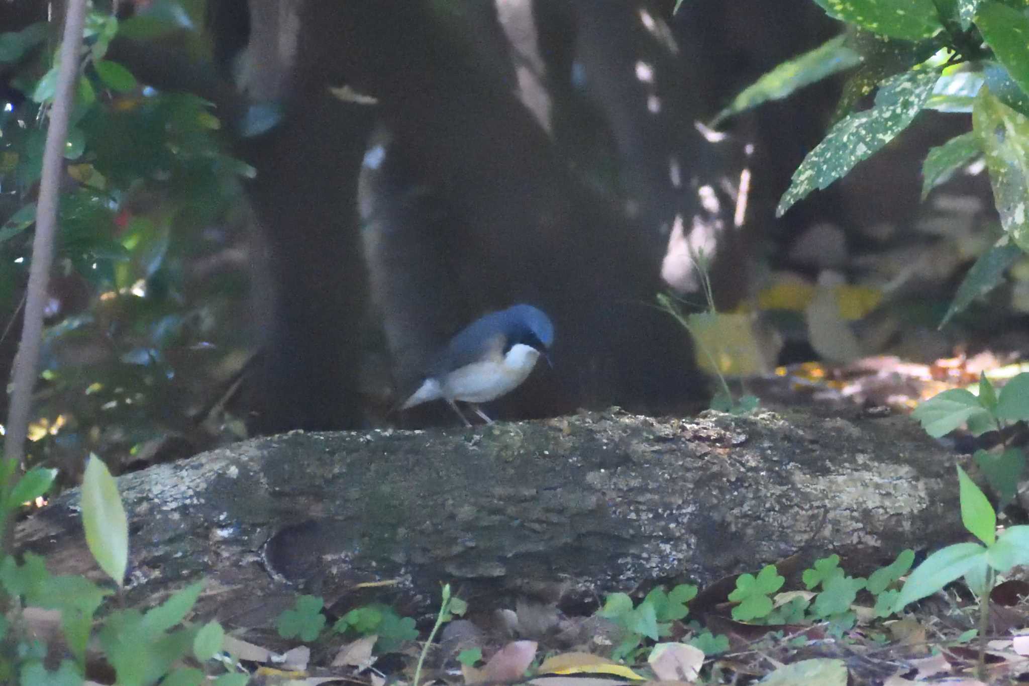 Siberian Blue Robin