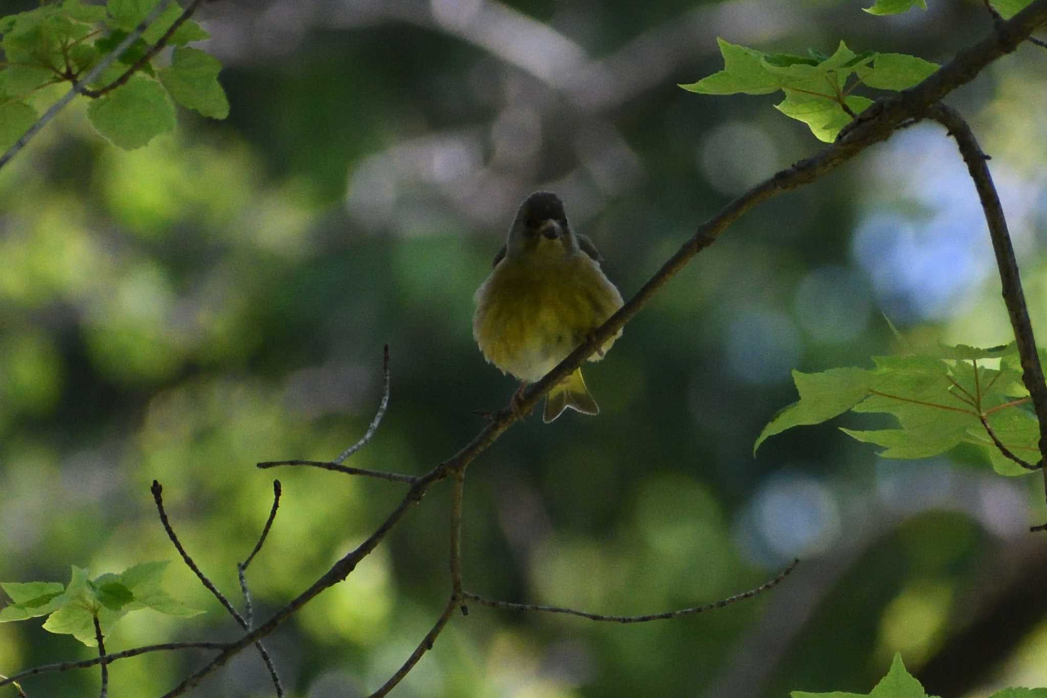 Grey-capped Greenfinch