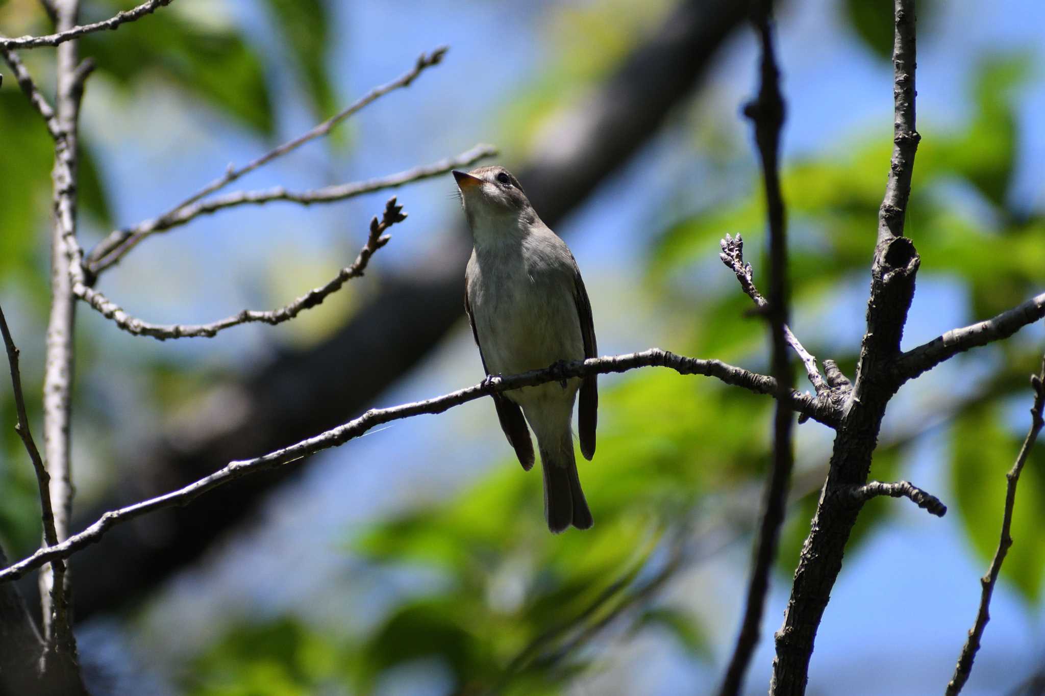 Dark-sided Flycatcher