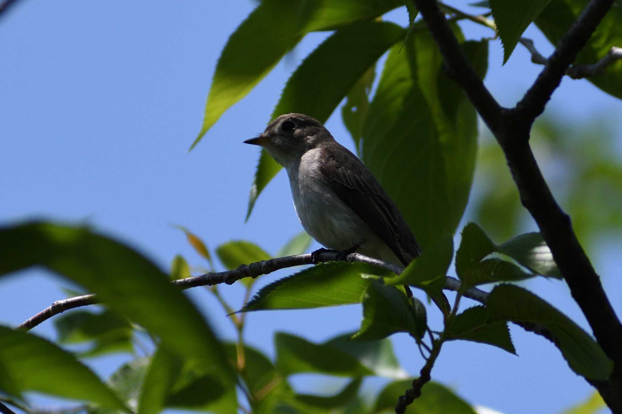 Dark-sided Flycatcher