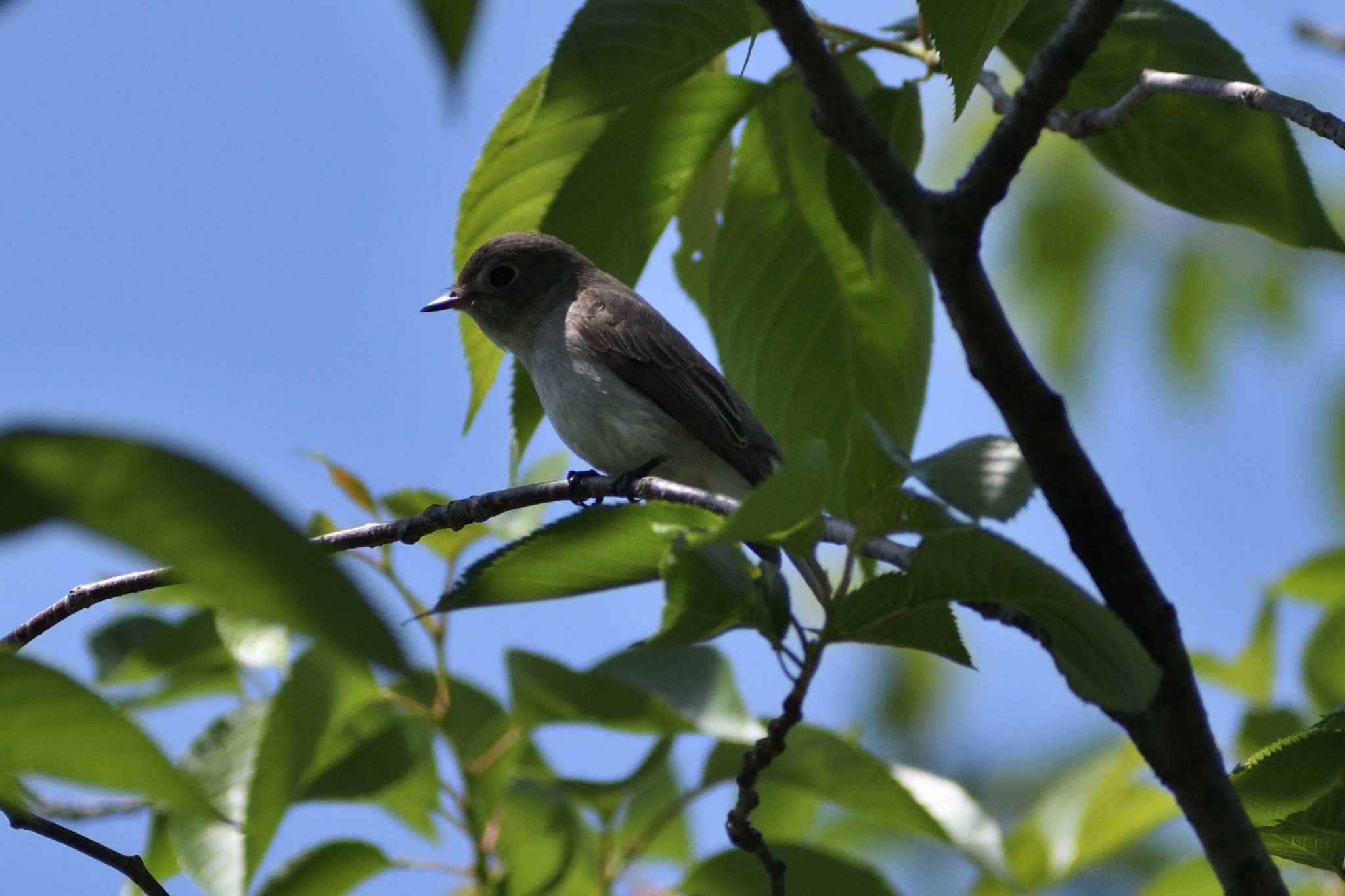 Dark-sided Flycatcher