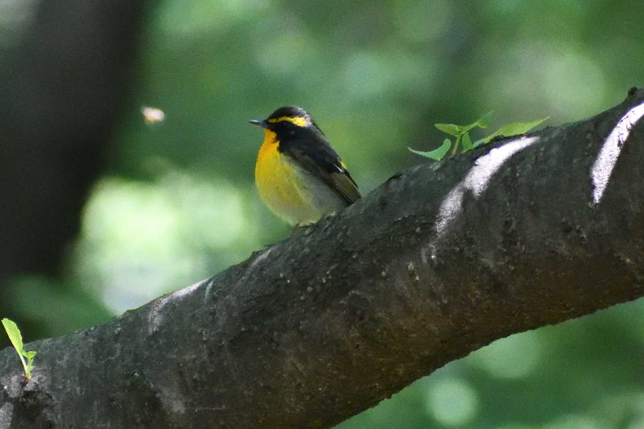 Narcissus Flycatcher