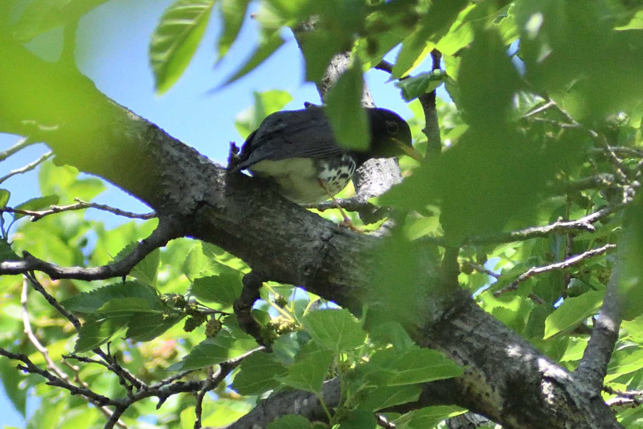 クロツグミ