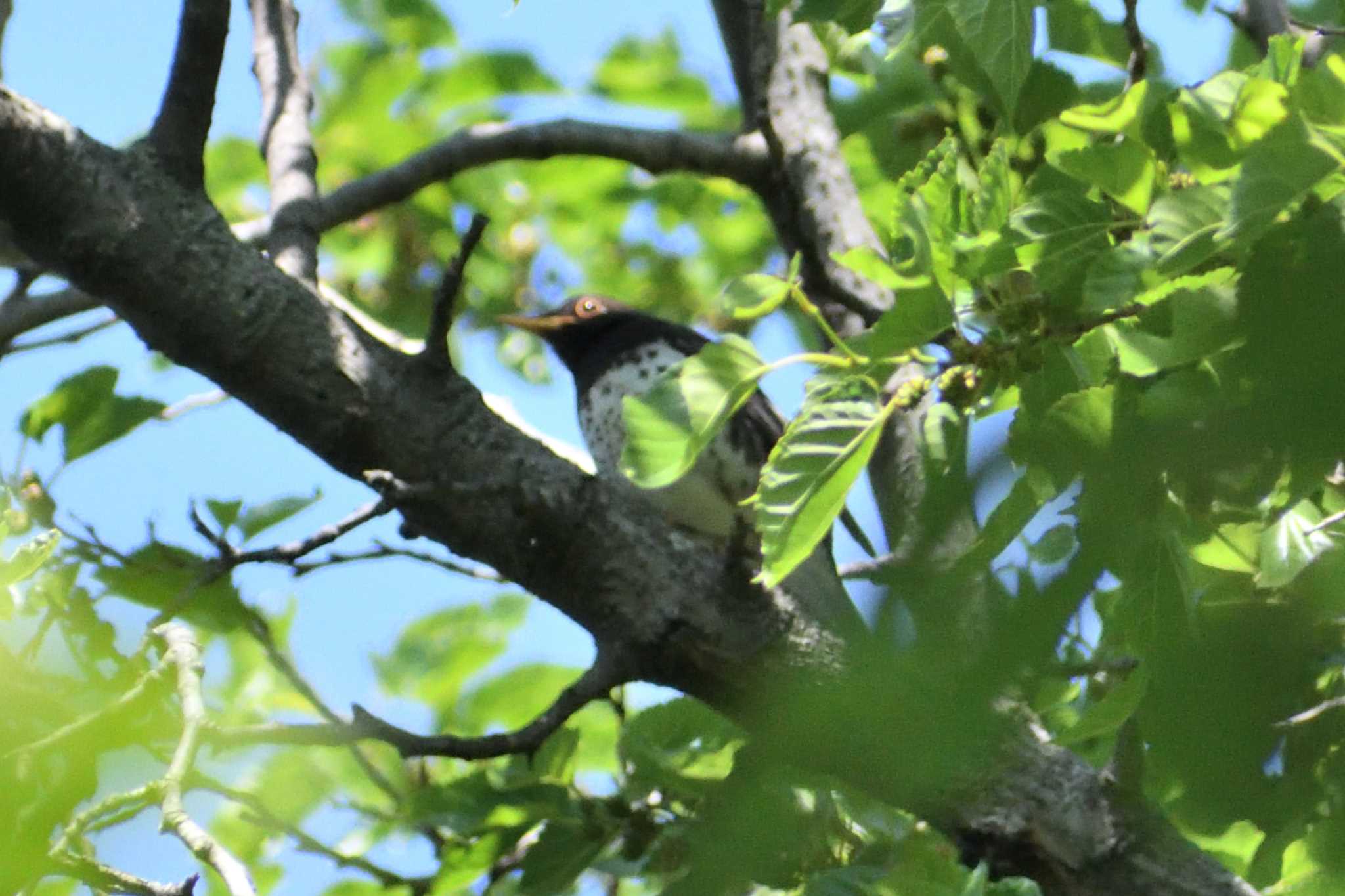 Japanese Thrush