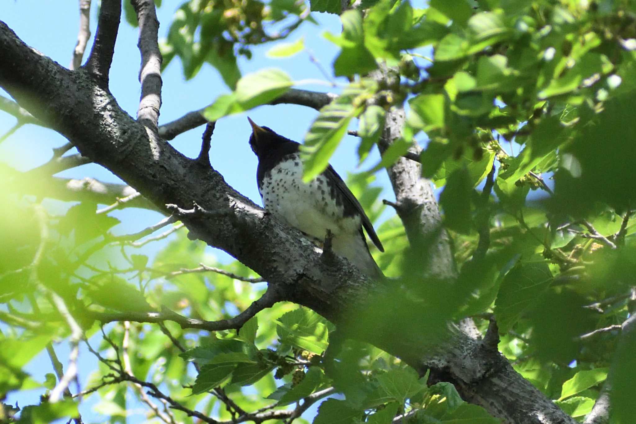 Japanese Thrush