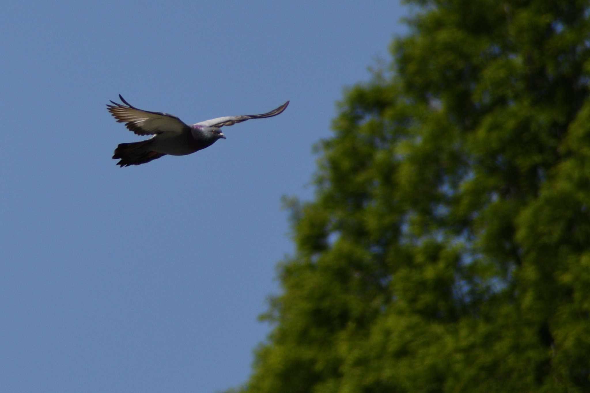 Rock Dove