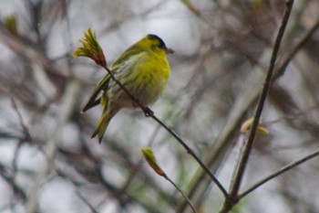 マヒワ 旭山記念公園 2021年5月3日(月)