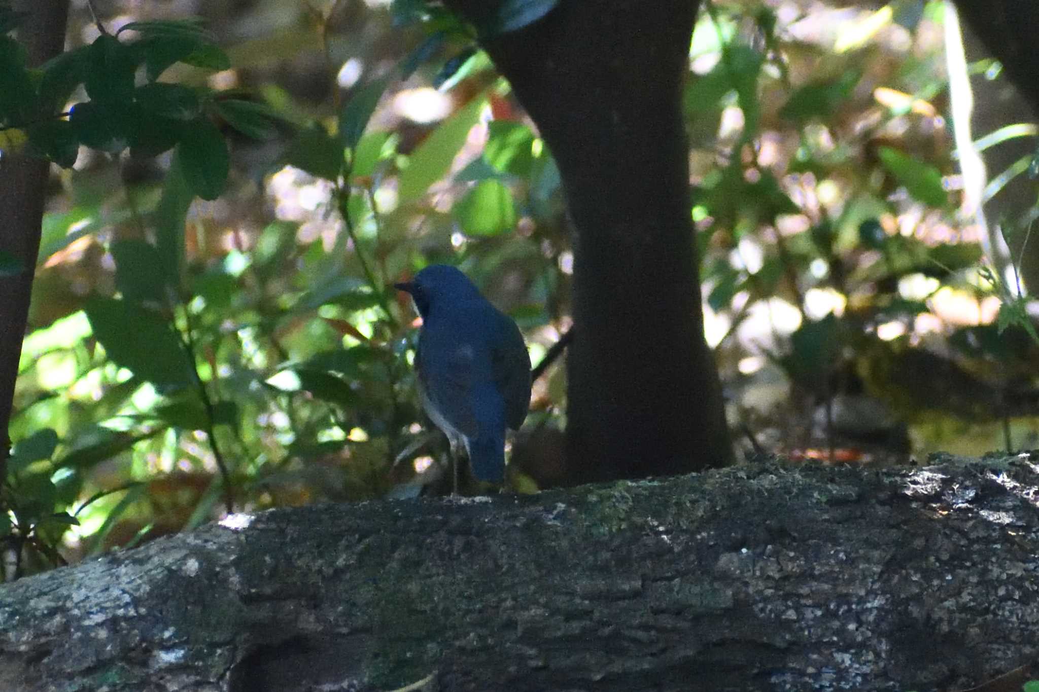 Siberian Blue Robin