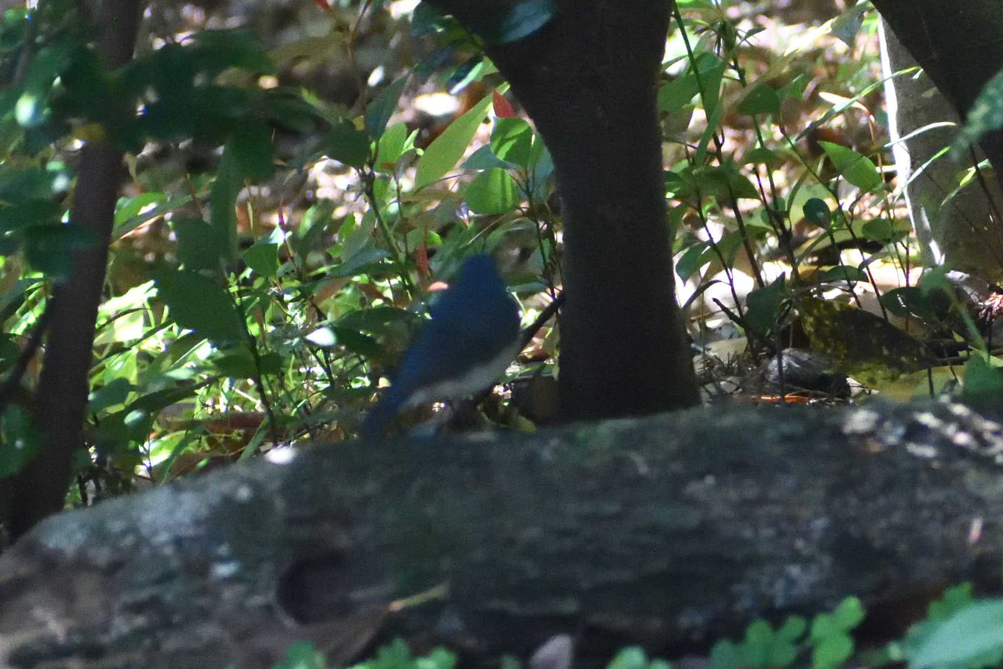 Siberian Blue Robin