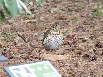 トラツグミ 長居公園植物園 2017年3月3日(金)