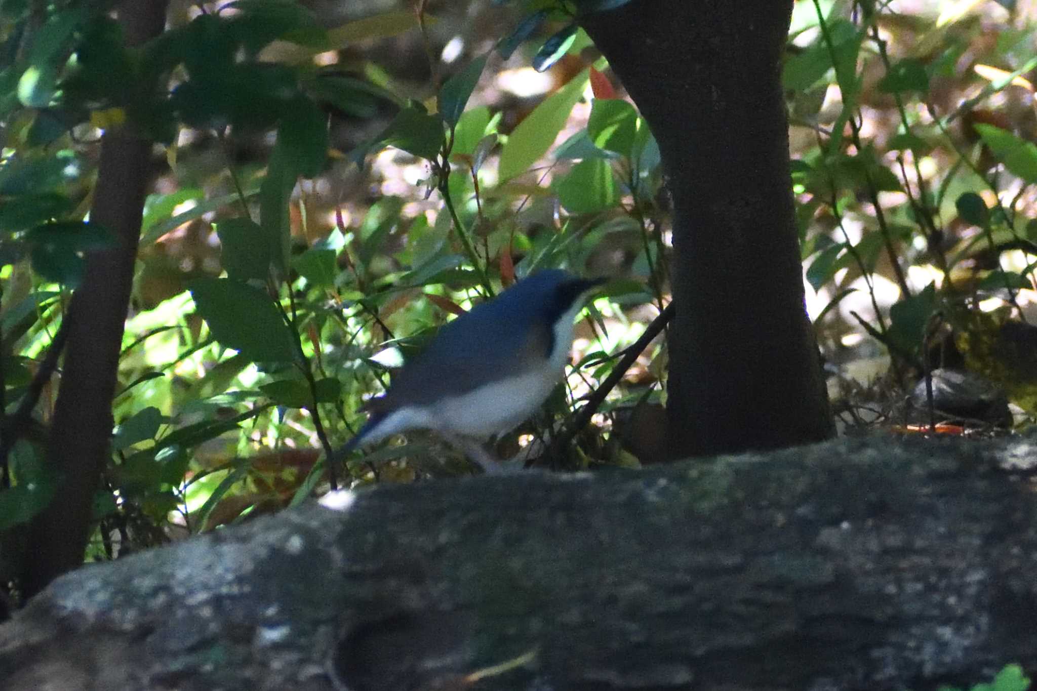 Siberian Blue Robin