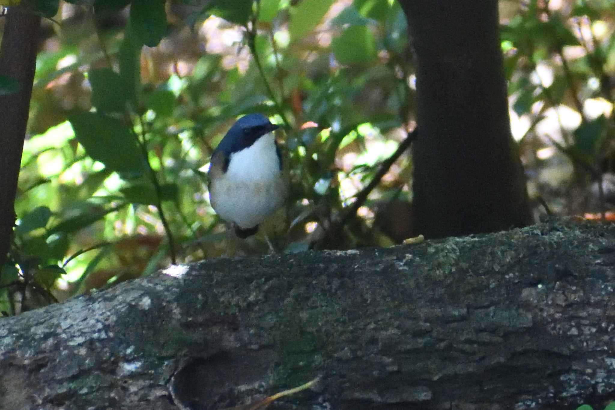 Siberian Blue Robin