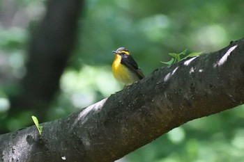 2021年5月3日(月) 庄内緑地公園の野鳥観察記録