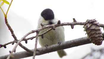 コガラ 旭山記念公園 2021年5月3日(月)