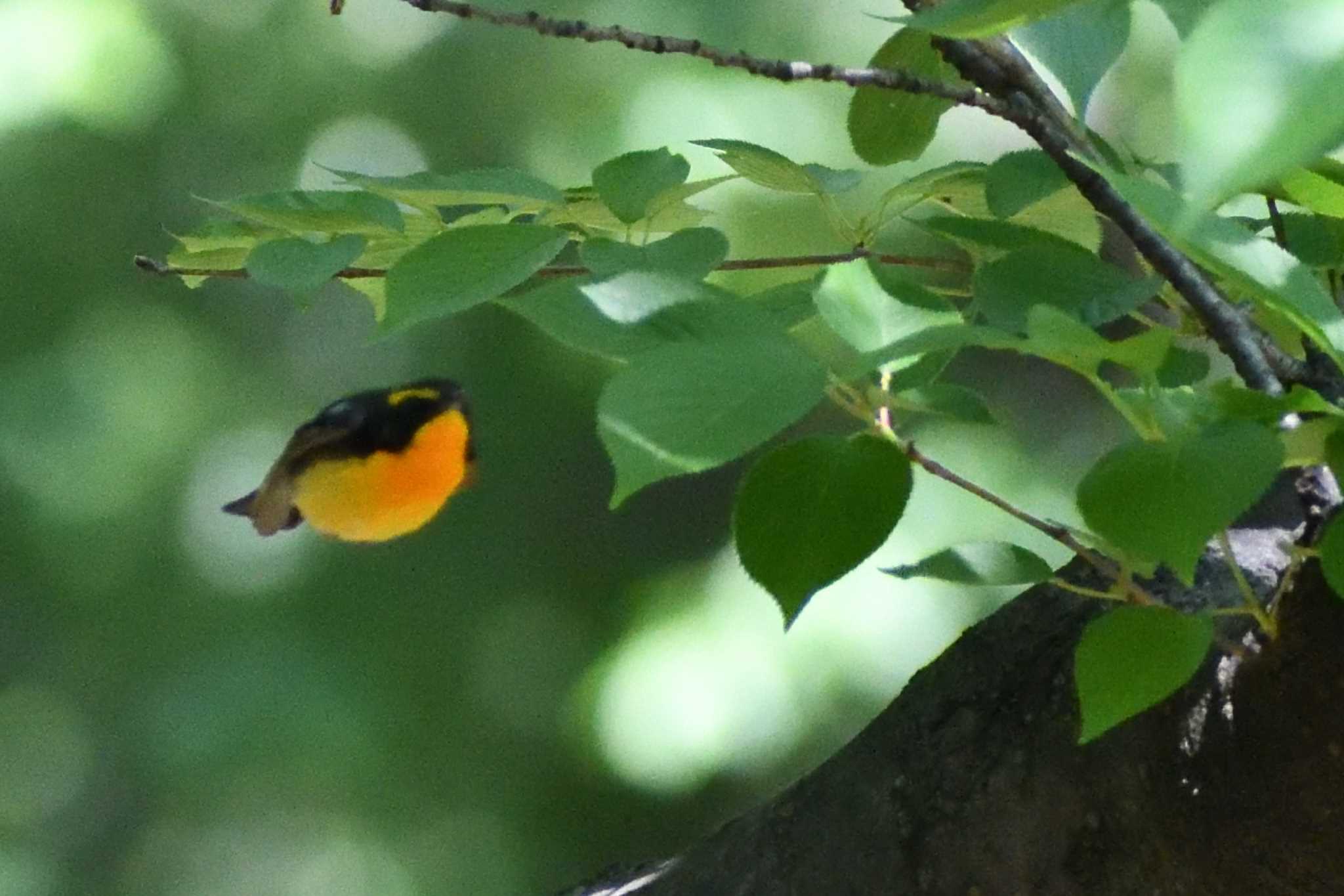 Narcissus Flycatcher