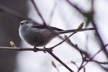 2021年5月3日(月) 旭山記念公園の野鳥観察記録