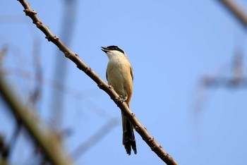 Long-tailed Shrike 香港湿地公園 Sat, 2/18/2017