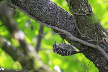 2021年5月3日(月) 相模原市の野鳥観察記録