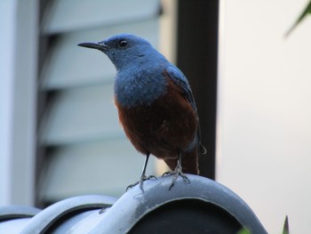 Blue Rock Thrush 橿原市 Mon, 5/3/2021