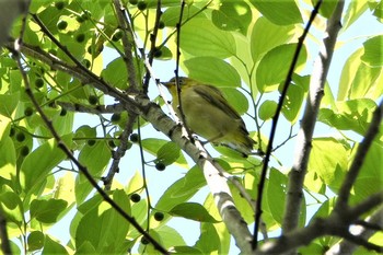 メジロ 光が丘公園 2021年5月3日(月)