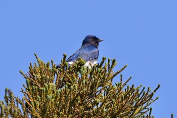 Blue-and-white Flycatcher 油山市民の森 Mon, 5/3/2021