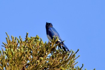 Blue-and-white Flycatcher 油山市民の森 Mon, 5/3/2021