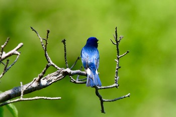 Blue-and-white Flycatcher 油山市民の森 Mon, 5/3/2021