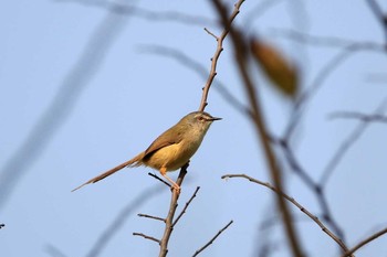 Yellow-bellied Prinia 香港湿地公園 Sat, 2/18/2017