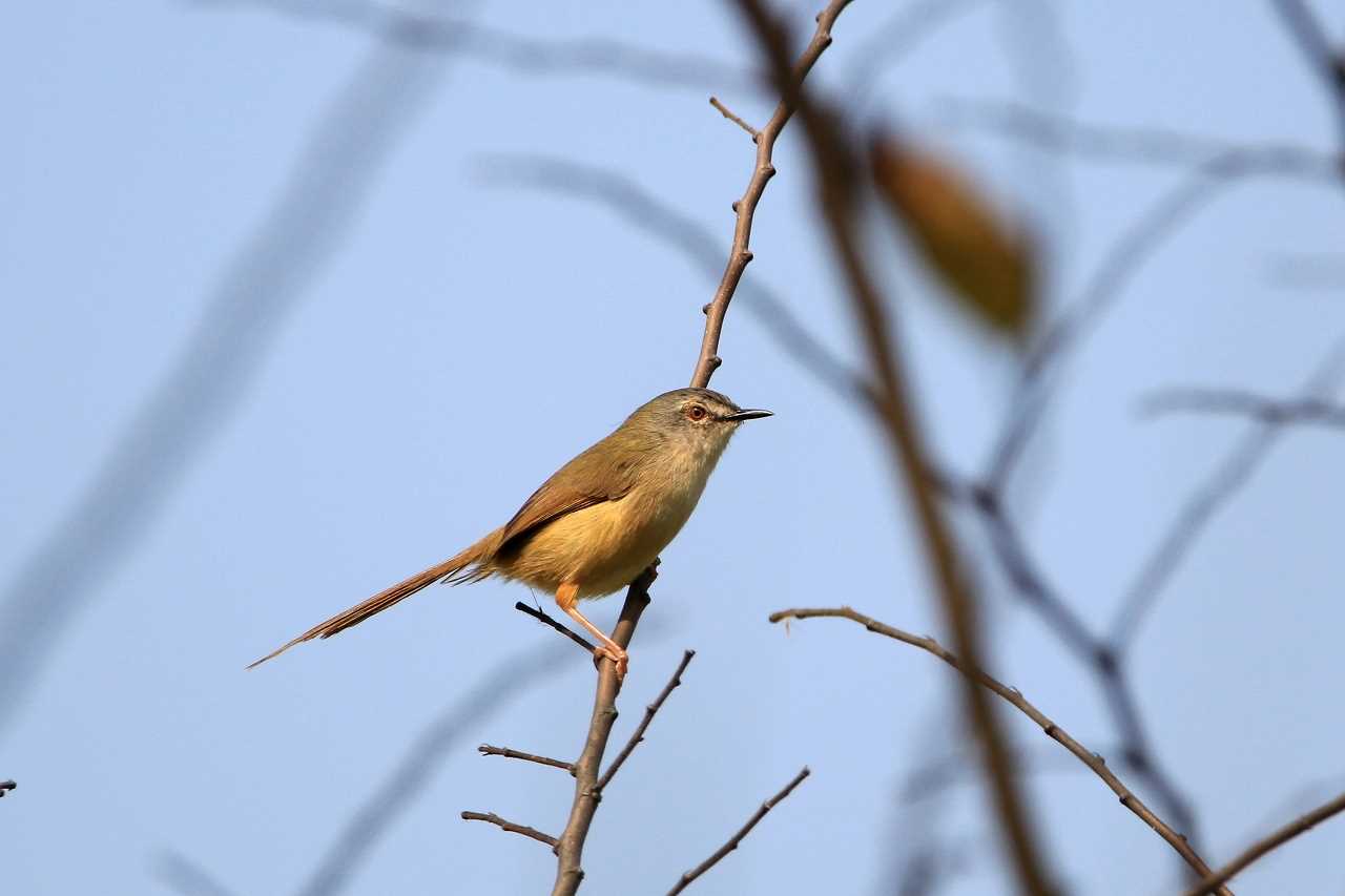 Photo of Yellow-bellied Prinia at 香港湿地公園 by とみやん