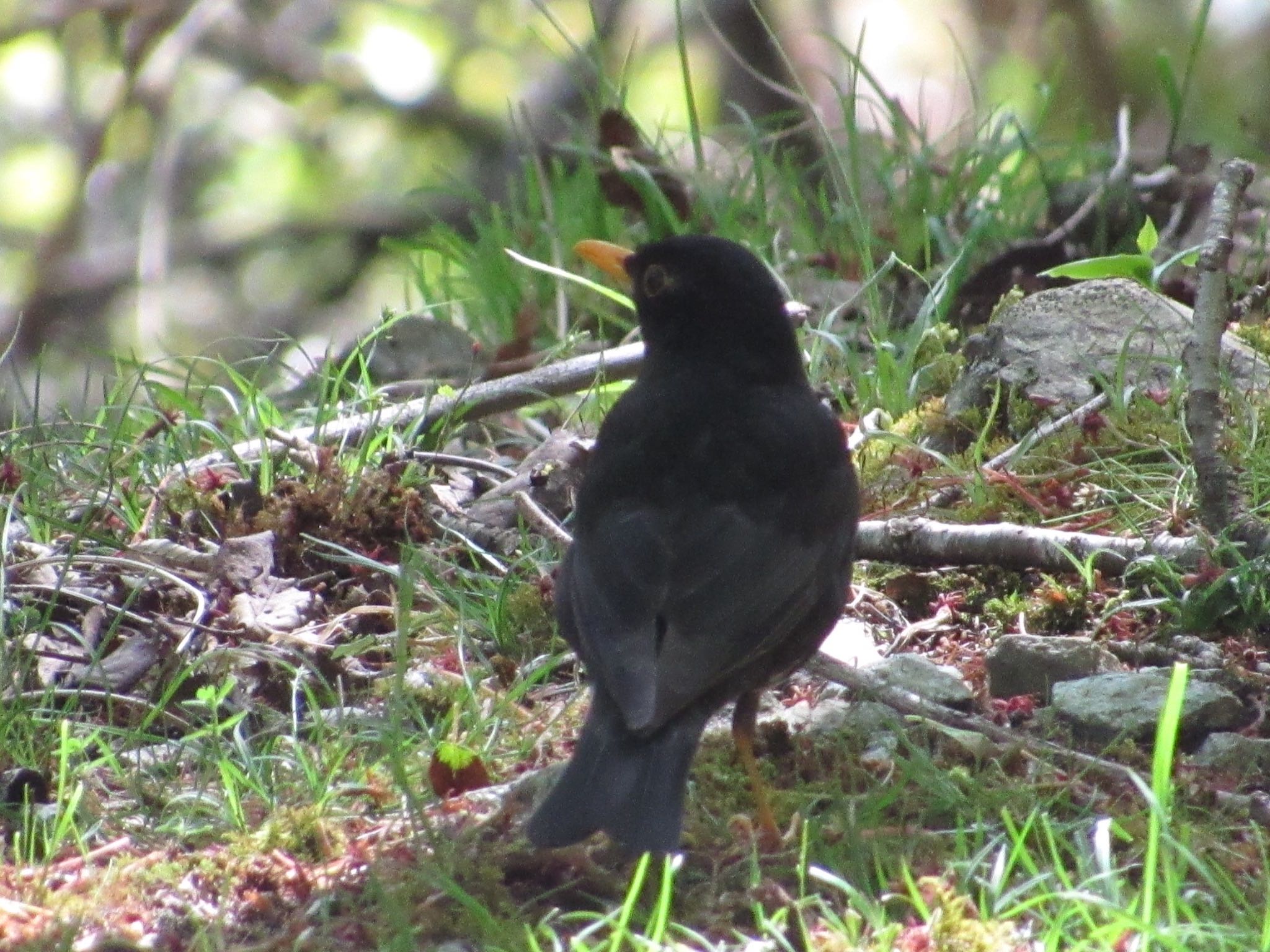 Photo of Japanese Thrush at ささやまの森公園(篠山の森公園) by 田んぼのいわし