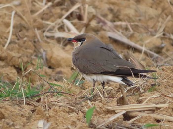 Sun, 5/2/2021 Birding report at 大瀬海岸(奄美大島)