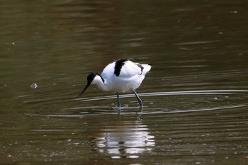 ソリハシセイタカシギ 香港湿地公園 2017年2月18日(土)