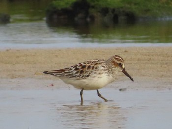 Broad-billed Sandpiper 大瀬海岸(奄美大島) Sun, 5/2/2021