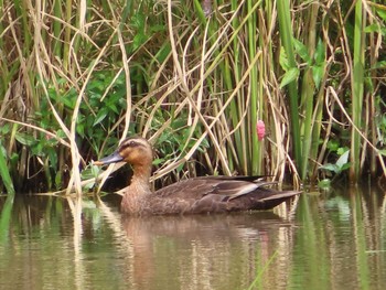 Eastern Spot-billed Duck 大瀬海岸(奄美大島) Sun, 5/2/2021