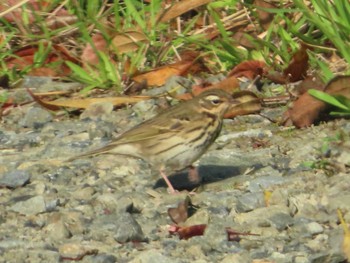 Olive-backed Pipit 大瀬海岸(奄美大島) Sun, 5/2/2021