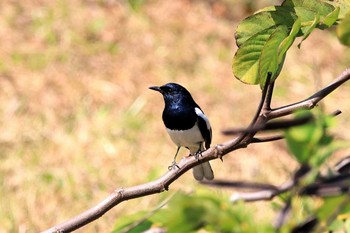 Oriental Magpie-Robin 香港湿地公園 Sat, 2/18/2017