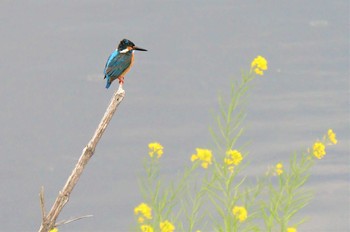 Common Kingfisher Minuma Rice Field Mon, 5/3/2021