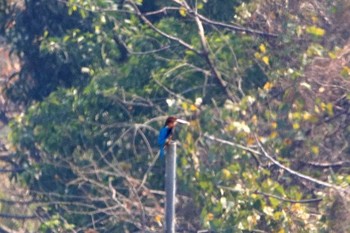 White-throated Kingfisher 香港湿地公園 Sat, 2/18/2017